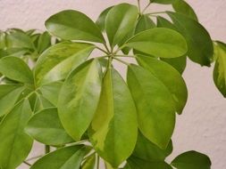 photo of the green houseplant