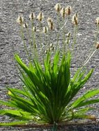plantain on asphalt road close-up