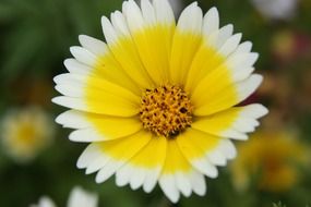 magnificent flower yellow close-up on blurred background