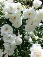 closeup view of bush of white lush roses in the garden