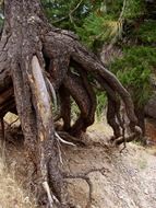 giant dry pine roots above soil