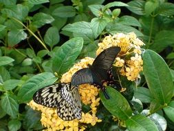 many butterflies on the flowers