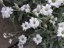 rock plant with white flowers