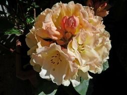 rhododendron flowers in a garden