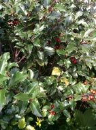 little red berries of holly