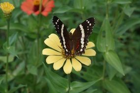 butterfly on the flower in wildlife on a blurred background