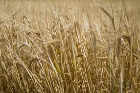 ripe wheat on the field