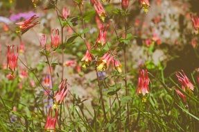 flowers in the garden on a sunny day