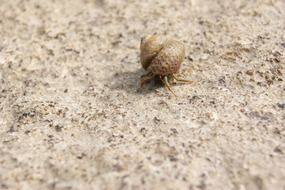 hermit crab on a mediterranean beach, croatia