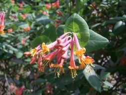 pink flowers on a bush in summer