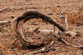 twisted pine branch