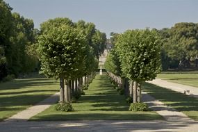 trees planted in a row near the palace in france