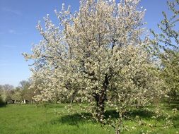 cherry tree blossoms in the orchard