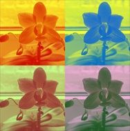 orchid colorful flower drawing
