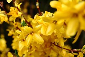 forsythia, yellow flowers