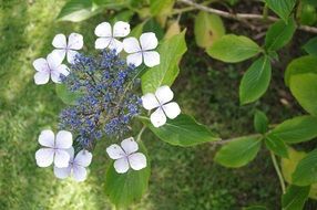 small white flowers on the plant