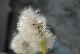 stunning dandelion