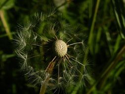 dandelion close-up