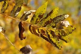 leaf with brown spots in autumn