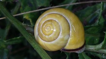 yellow snail on a green plant