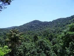 dense forest on western ghats mountains, india, karnataka