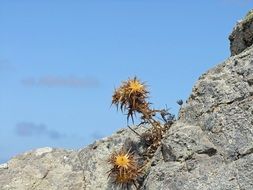 yellow dry thistle among stones on a sunny day