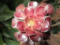 dark red succulent close up