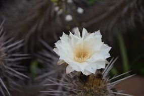 flowering cactus with white flowers