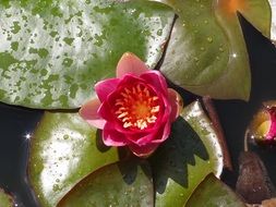 cute little water lily in the pond