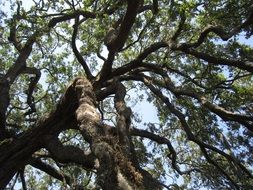 Branches of the tree in summer