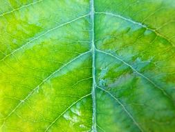 leaf veins macro