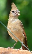 northern cardinal with a tufted close-up on a blurred background