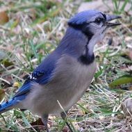 blue jay bird with bright feathers