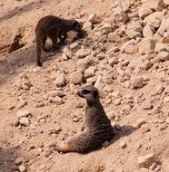 relaxing meerkats
