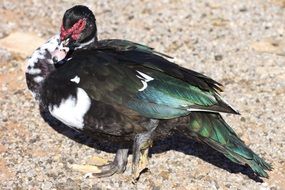 portrait of Cairina moschata or muscovy duck