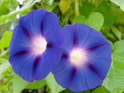 two bright blue flowers among green leaves