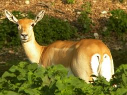deer on a sunny day