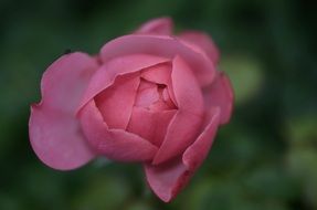 pink rose bud in nature