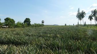 plantation in thailand