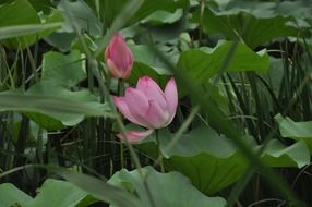 lotus flowers among large green leaves