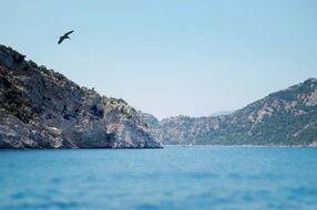 bird in flight above ocean at rocky coast