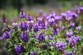 hyacinth closeup