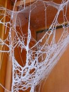 Spider web in winter