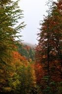 scenic landscape of autumn forest