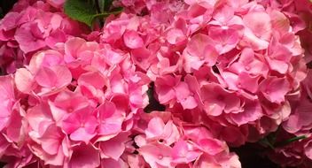 large pink hyacinth buds