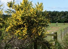 Ulex is a genus of flowering plants in the family Fabaceae