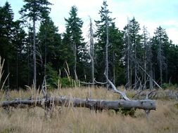 extraordinarily beautiful thuringian forest