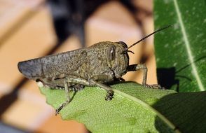 Gray grasshopper on a leaf