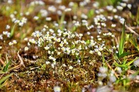 white flowers of moss