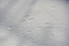 rabbit footprints on sunny snow